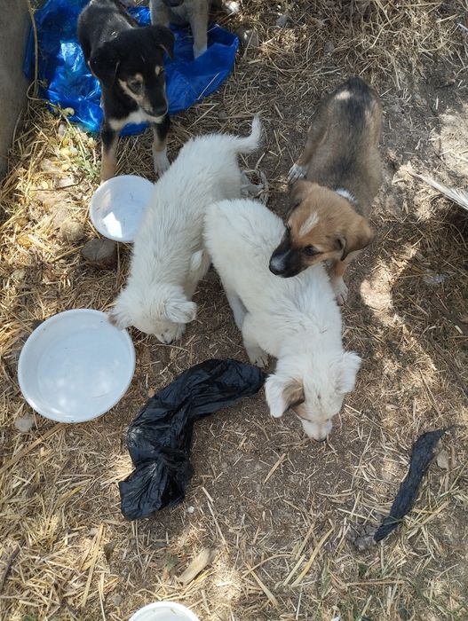 Бесплатно! Щенята