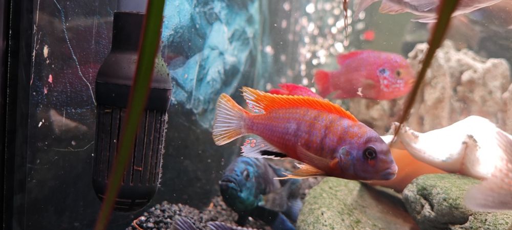 Продам цихлид, Псевдотрофеус Ацей, Интерруптус