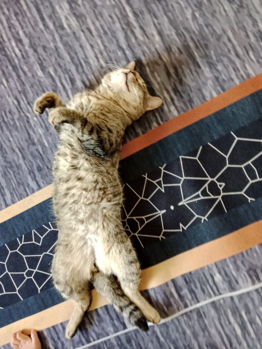 Мысық беремін алам деушілер болса