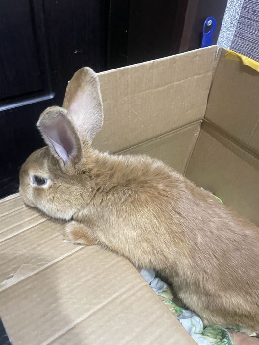 Продам кроликов…