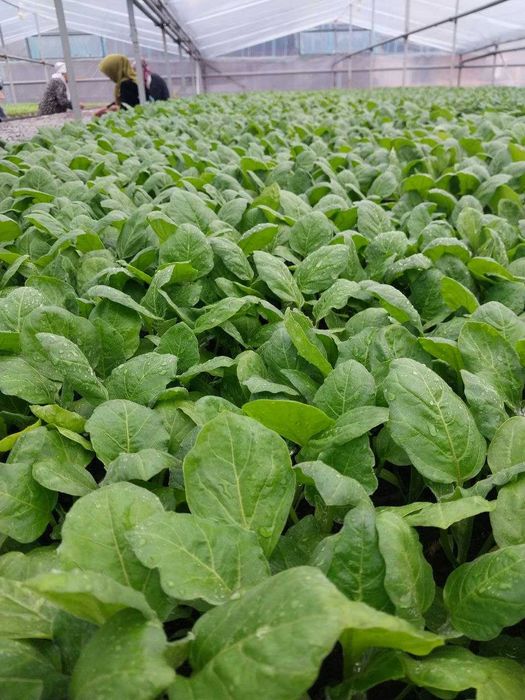 Помидор, булгор калампир, бодринг, баклажон кучатлар бор.