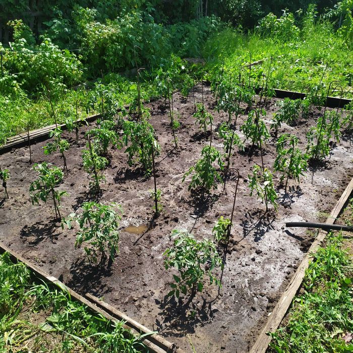 Продам дачный участок