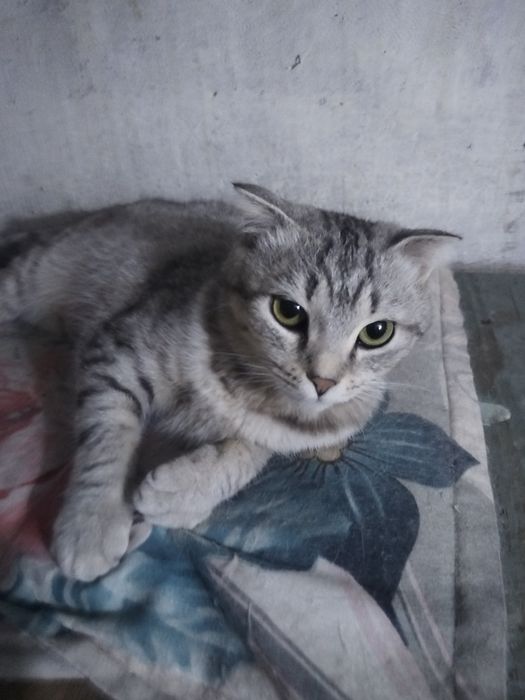Кошечка ответственным людям