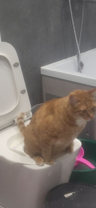 Отдам  кота воспитанного