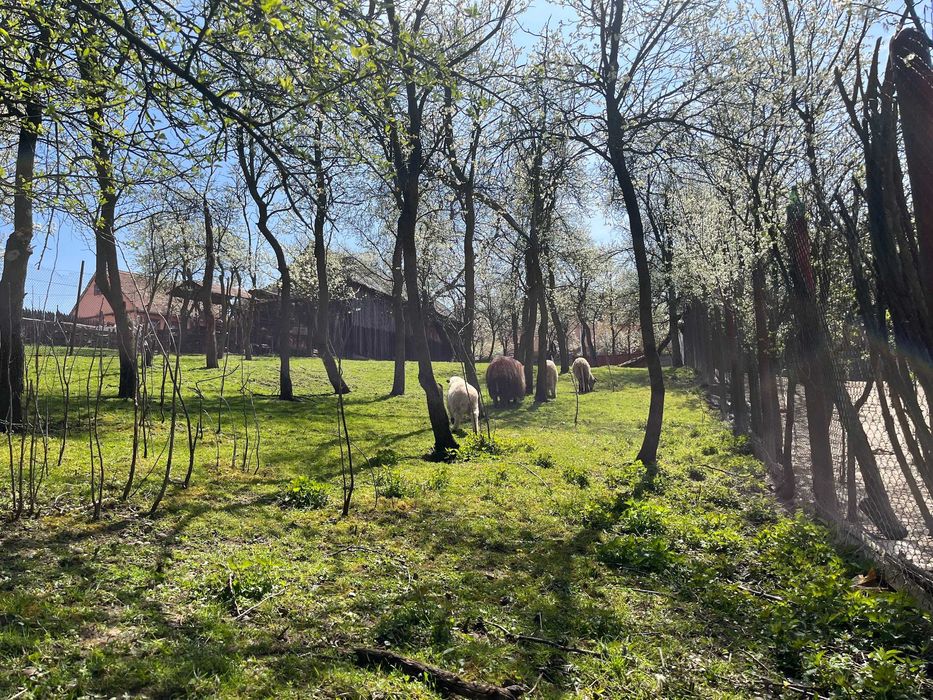 Teren Poplaca centru, utilități, împrejmuit, 989 mp