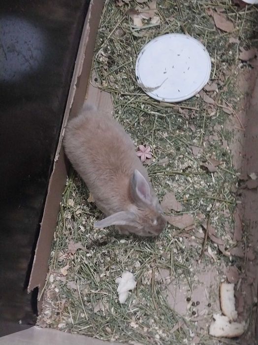 Кроллик домашний безвредный 9 месяца возраст