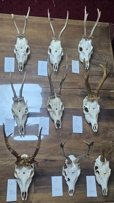 Рога и трофей от  елен и съръндак
