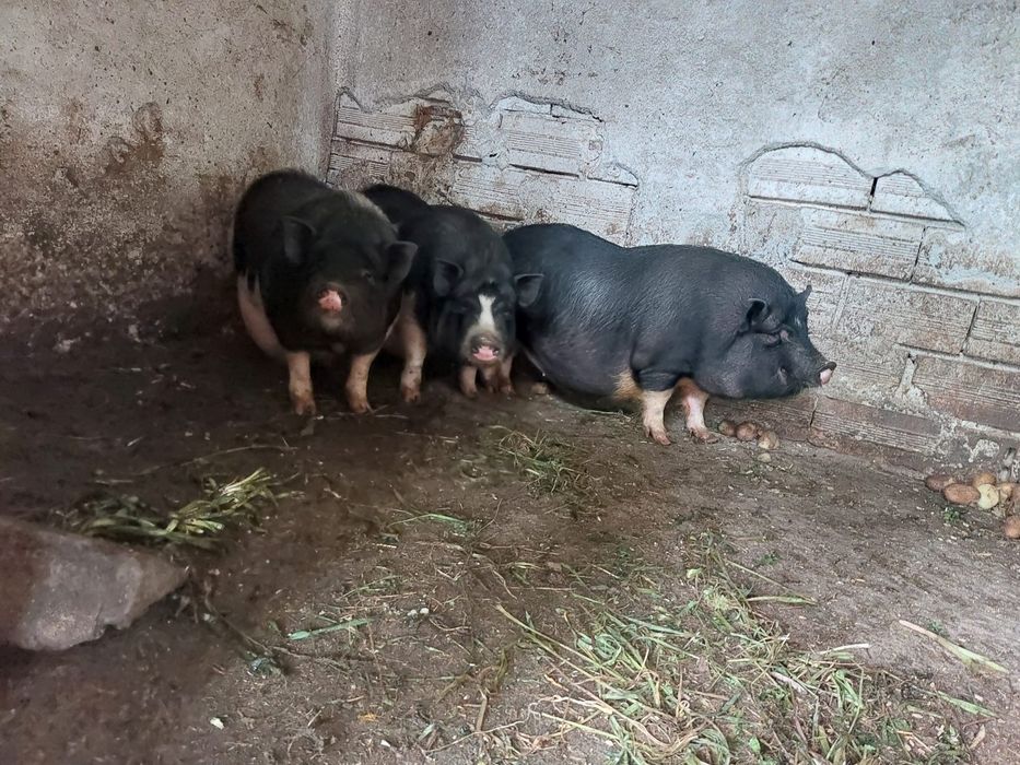 Виетнамски Прасета 3бр