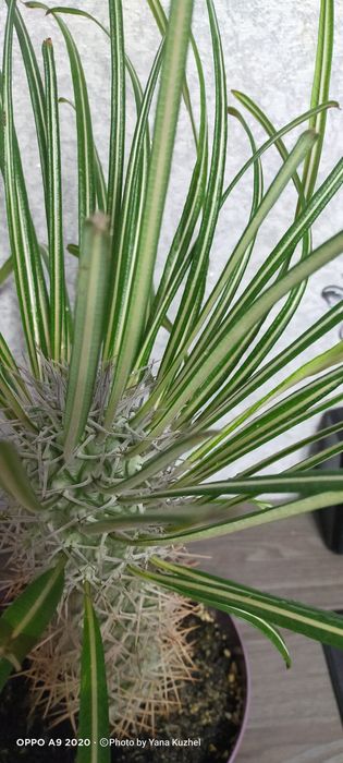 Продам пахиподиум