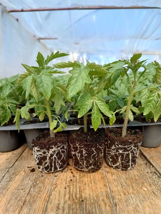 Răsaduri de legume profesionale