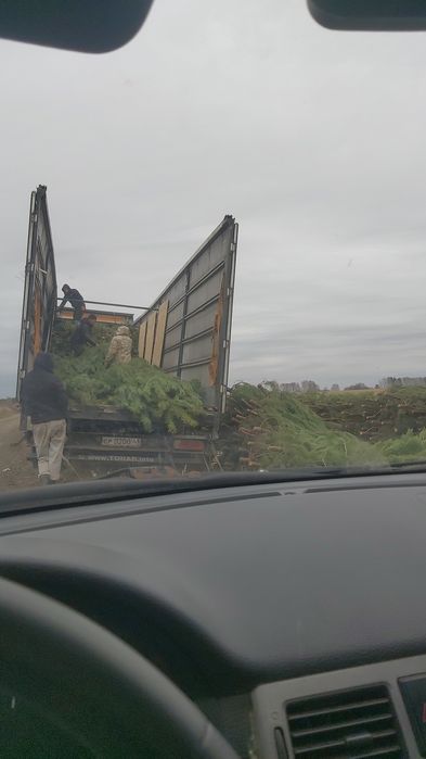 Новогодние Ёлочки (Сосны)