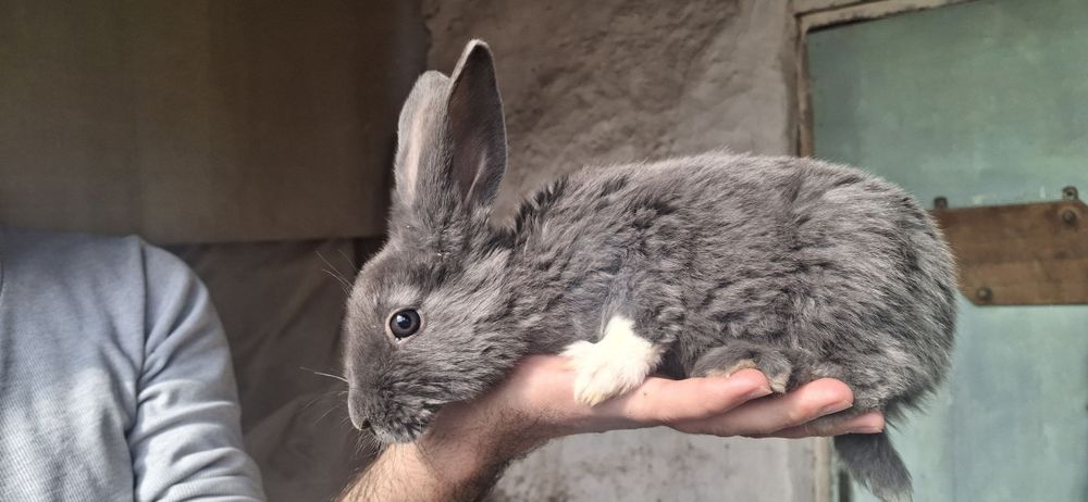 Quyon bolalari sotiladi 1+ oyli