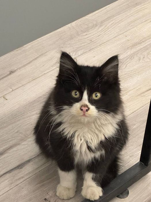 Милый котенок в добрые руки