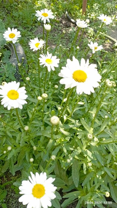 Продам,ромашки .