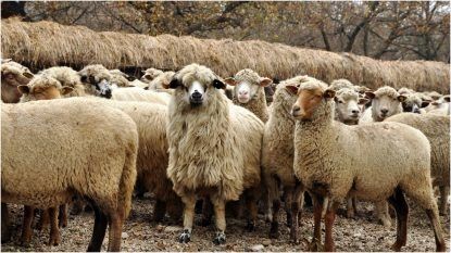 Vand 13 oi si  2 capre