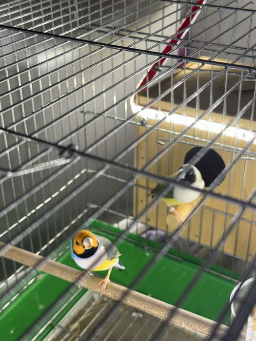 Гульда амадин рабочая пара