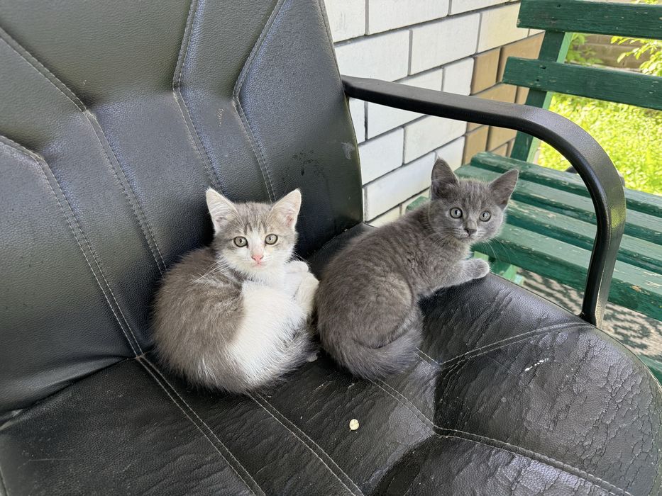 Отдам котят в доьрые руки