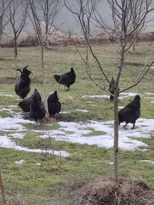 Ouă pentru incubat puicuțe(găini) marans