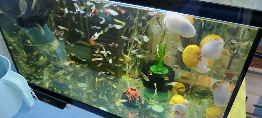 Гупи домашно отгледани