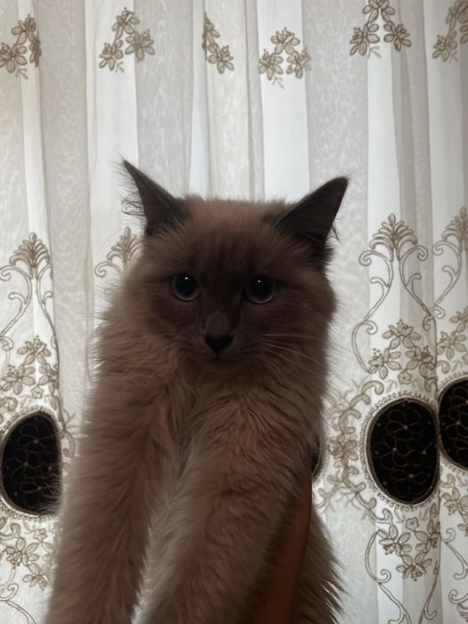 Zottor mushuk sotiladi damashniy