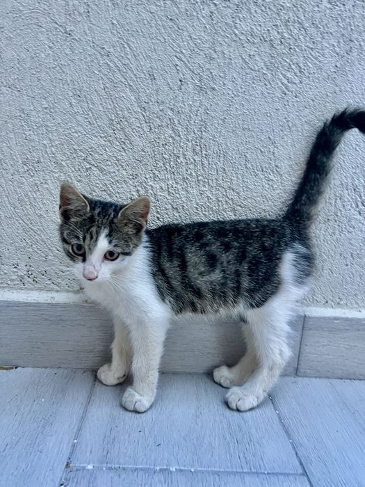 Подарявам мъжко котенце