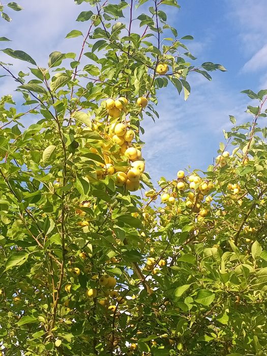 Продам дачу со мелиоратор