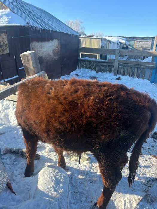 Продаётся бычок 11 мес