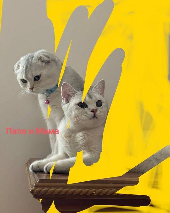 Шикарные котята Серебристые и Табби Шиншиллы