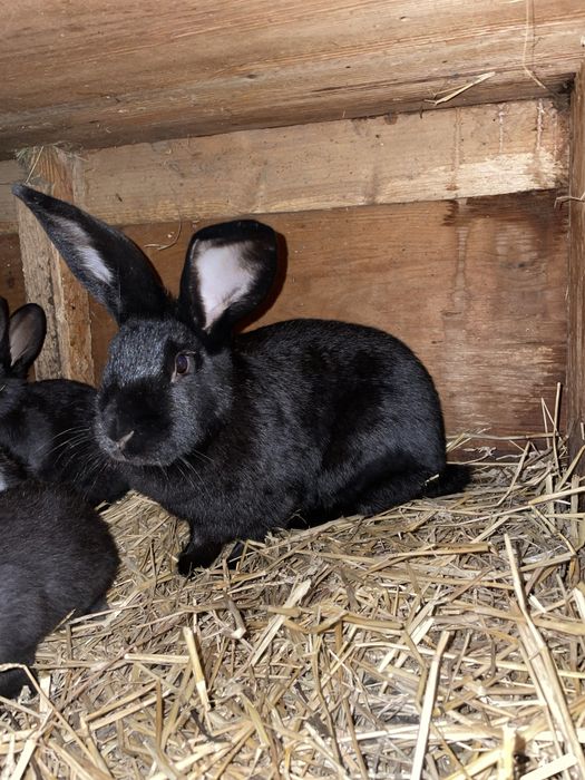 De vanzare o femela   Tot cu pui .de rasa fluture german janet