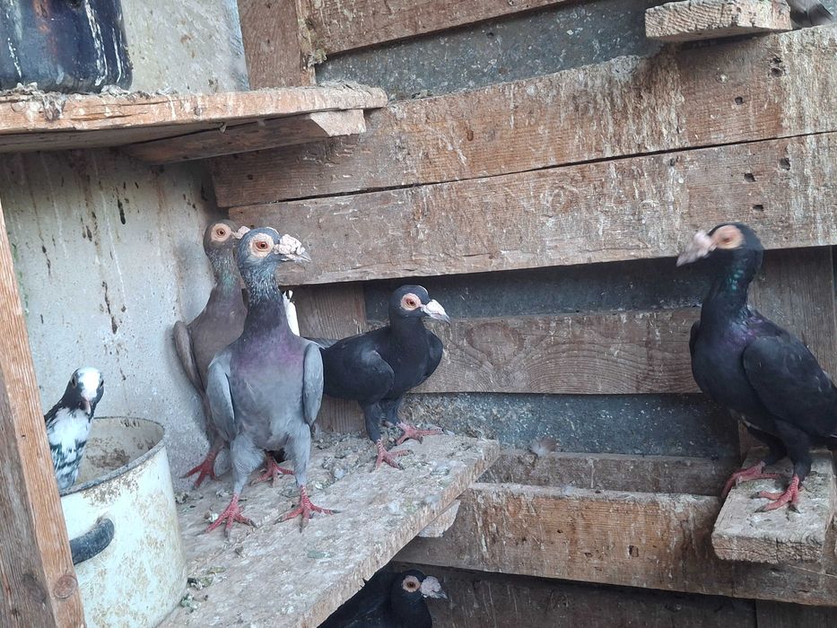 Гълаби Английси кариери