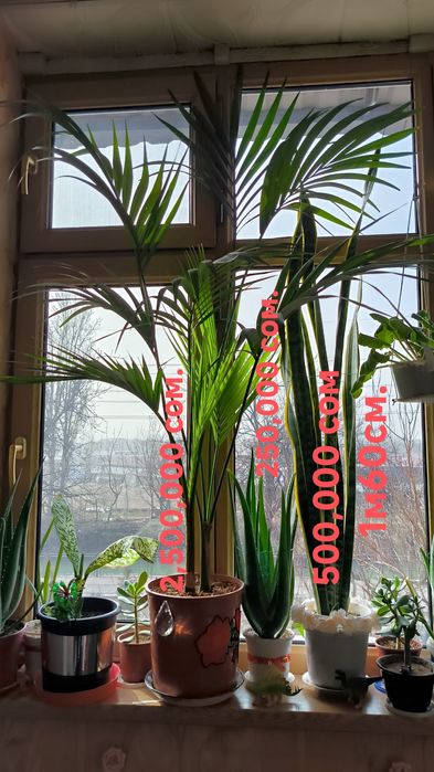 Пальмы, цветы,различные растения.