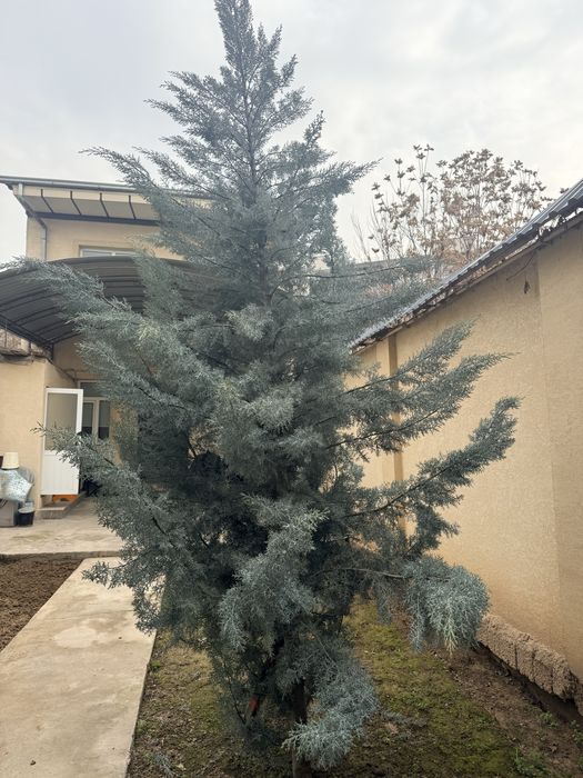 Продается голубой кипарис