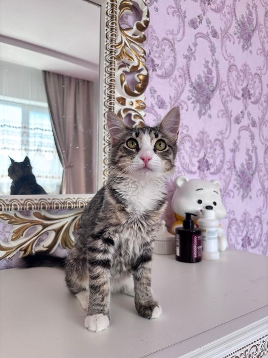 Котенок в добрые руки