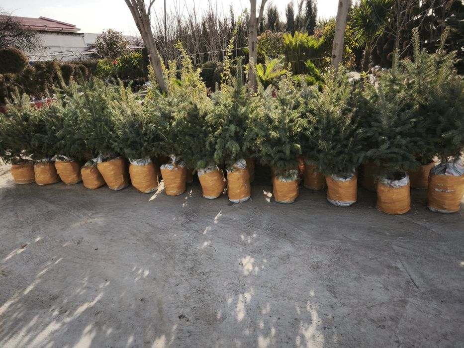 Daraxtlar va archalar gullar