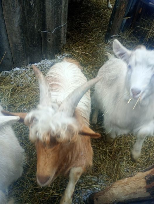 Vând țap sau schimb  mai multe detalii in privat