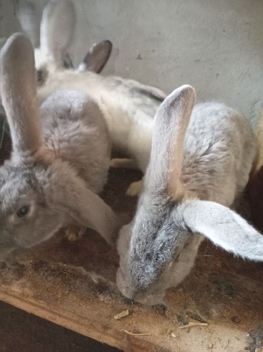 Quyonlar bor tanlab olishga