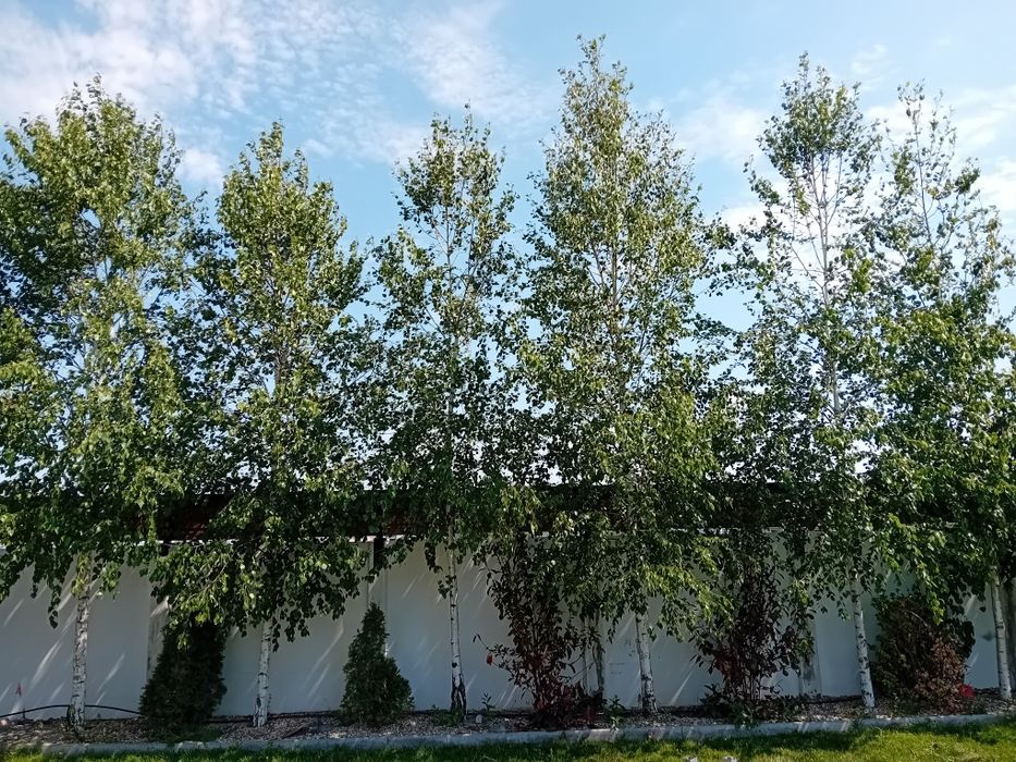 Plantație de mesteacăn alb ornamental