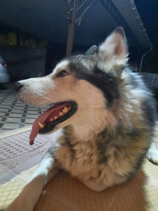 Аляскинский Маламут еркек сатылады