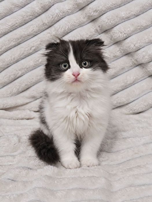 Котята ищут любящие руки