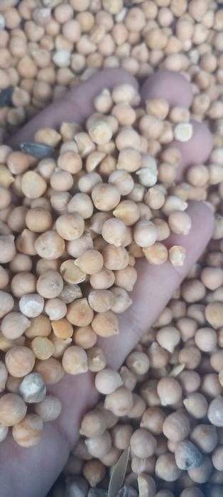 Рапс.Платный чат!Все корма.