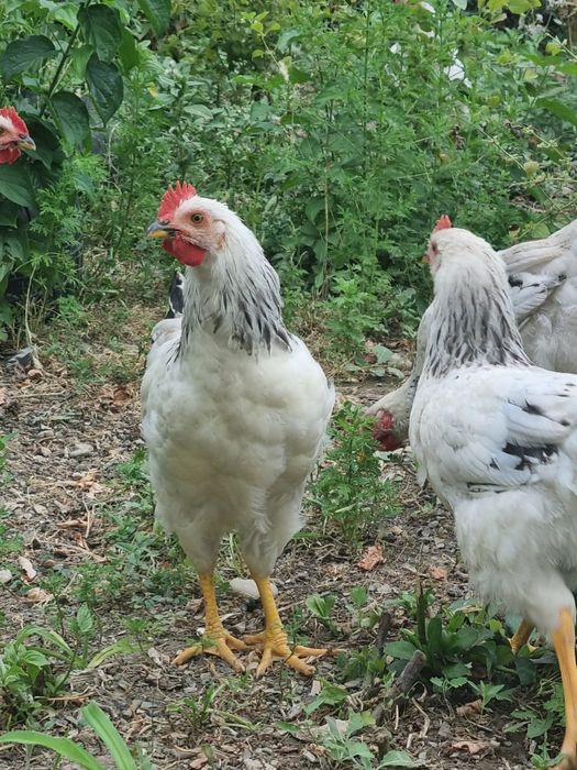 Продам петухов Адлеров
