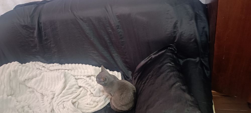 Отдам в хорошие руки