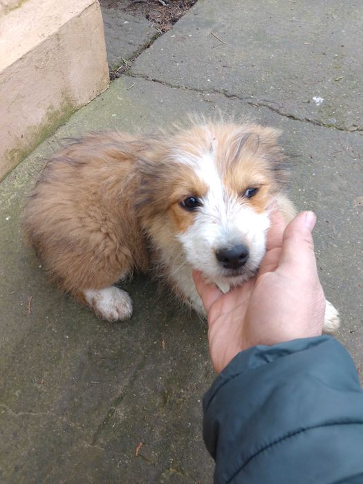 Pui de catel adorabili – oferim spre adoptie!!