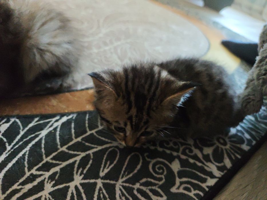 Котята домашние!!!