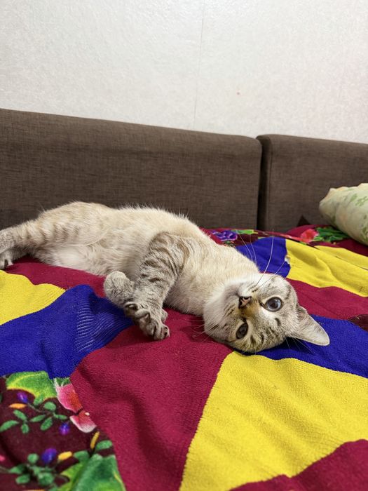 Отдам Кота в добые руки