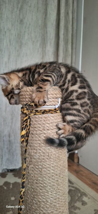 Бенгальские  котята, бенгал