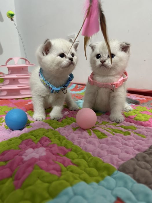 британские котята