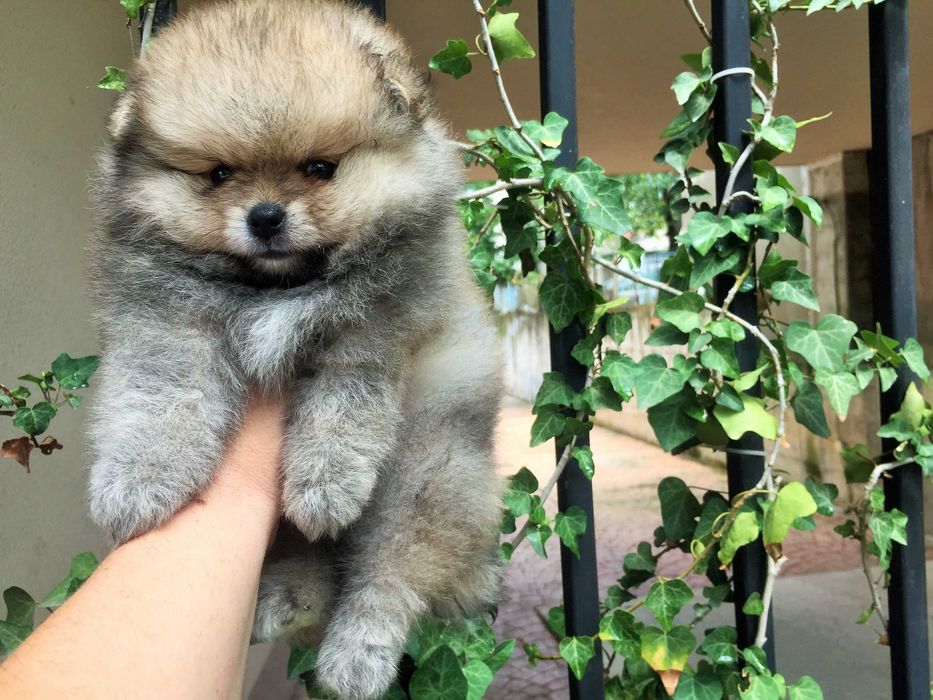 Померан мини Померанчета