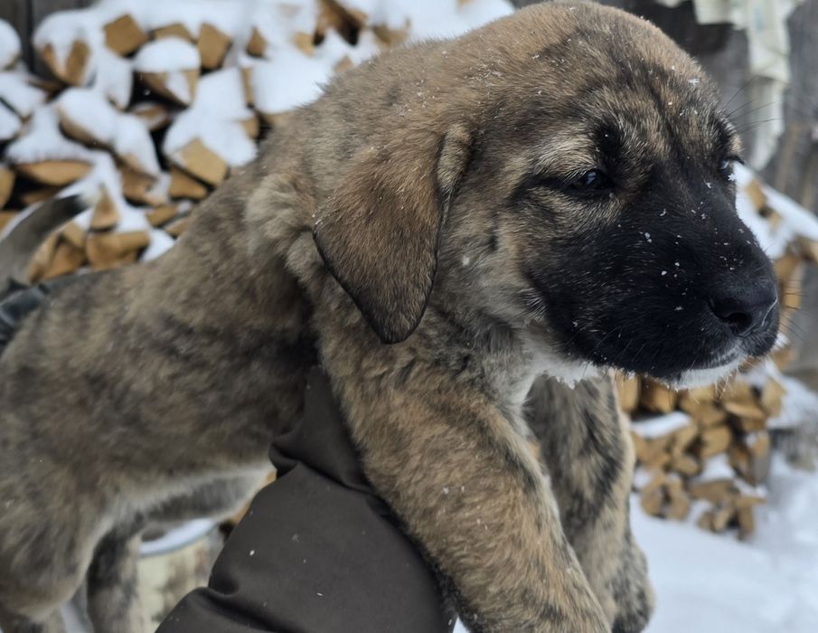 Ciobănesc de Asia Centrală