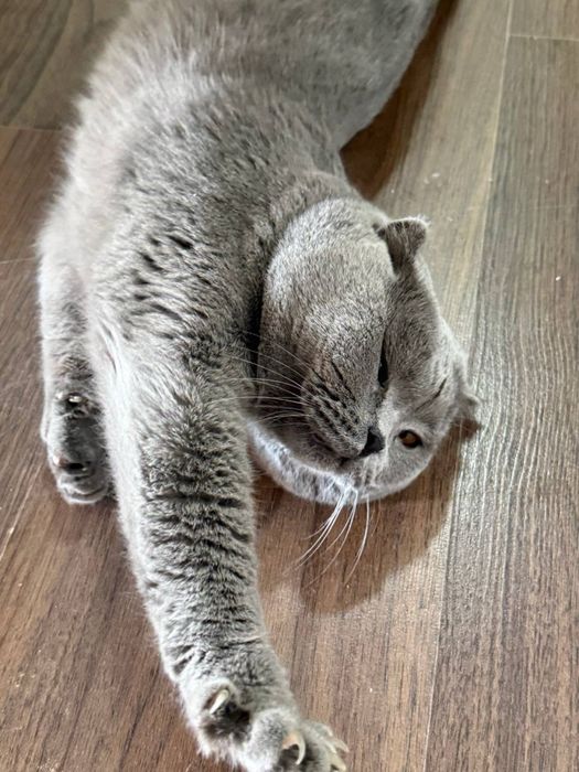 Scottish Fold sotiladi